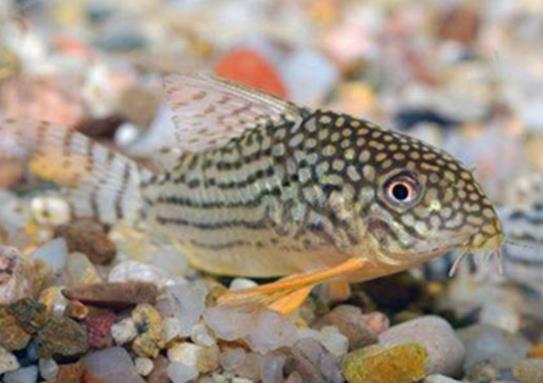 十大養不死的觀賞魚,鳳尾魚又叫“鳳鱭”、月光魚五光十色吸引眼球