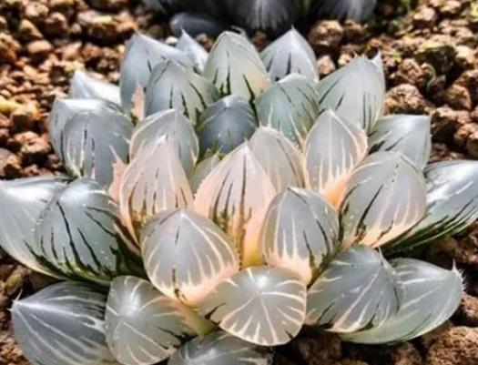 十大名貴多肉植物排行榜,霓虹燈玉露晶瑩剔透、玉扇對環境要求高