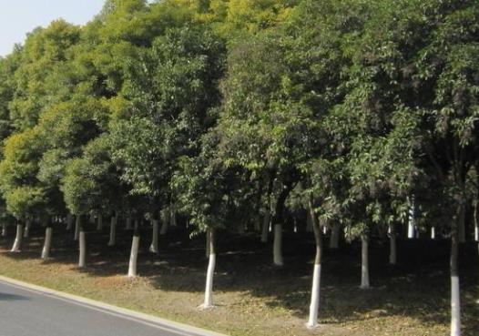 江城武漢十大最美街景旅游排行 曇華林濃縮中國近代歷史的滄桑