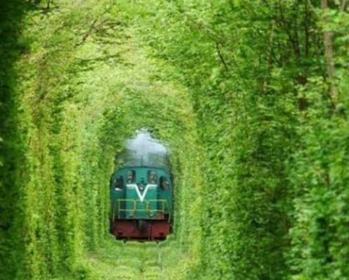 全球最美林蔭隧道旅游排行 樹林隧道成為考艾島的標(biāo)志性景點(diǎn)之一