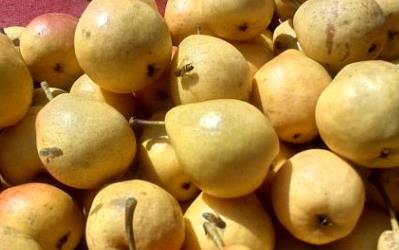 遼寧遼陽土特產(chǎn)品排行榜 林蛙是傳統(tǒng)的中藥材