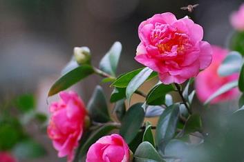 中國名花排行榜 水仙素有“凌波仙子”的雅稱