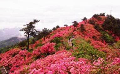 中國名花排行榜 水仙素有“凌波仙子”的雅稱