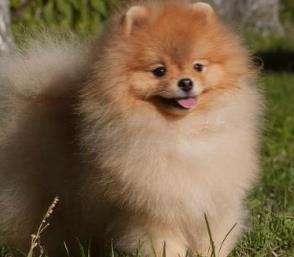 世界上最可愛的犬類排行榜 斗牛犬是犬科犬屬的動(dòng)物