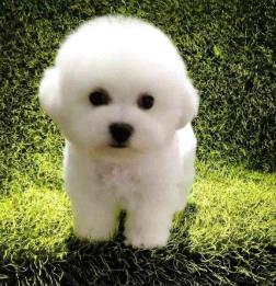 世界上最可愛的犬類排行榜 斗牛犬是犬科犬屬的動(dòng)物