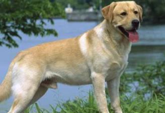 世界上最可愛的犬類排行榜 斗牛犬是犬科犬屬的動(dòng)物
