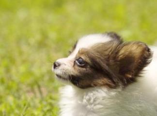 世界上小型犬排行榜 迷你雪納瑞是梗犬類中不含英國血統(tǒng)的品種