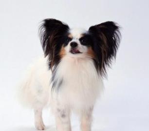 世界上最可愛的犬類排行榜 斗牛犬是犬科犬屬的動(dòng)物
