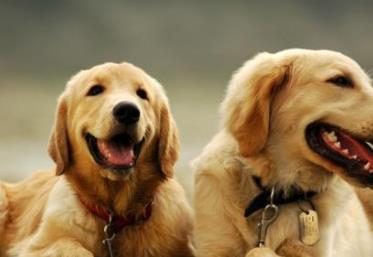 世界上最可愛的犬類排行榜 斗牛犬起源于19世紀
