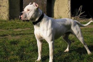 世界斗犬排名 比特犬是一種比較兇猛的狗橫勇無敵斗犬戰神