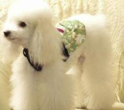狗的智商排名大全 邊境牧羊犬具強烈的牧羊本能