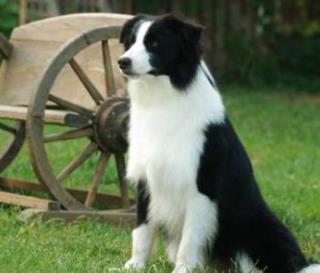 狗的智商排名大全 邊境牧羊犬具強烈的牧羊本能