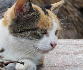 最溫順的動物排名 金毛無論是對待人還是其他動物都很友善
