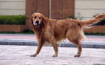 適合家養(yǎng)的大型犬排名 拉布拉多獵犬是個(gè)值得信賴的家庭犬