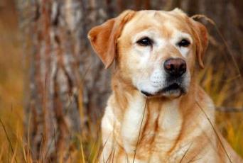 適合家養(yǎng)的大型犬排名 拉布拉多獵犬是個(gè)值得信賴的家庭犬