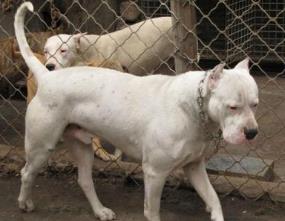 世界斗犬排名 比特犬是一種比較兇猛的狗橫勇無敵斗犬戰神