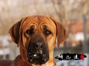 世界斗犬排名 比特犬是一種比較兇猛的狗橫勇無敵斗犬戰神