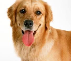 狗的智商排名大全 邊境牧羊犬具強烈的牧羊本能