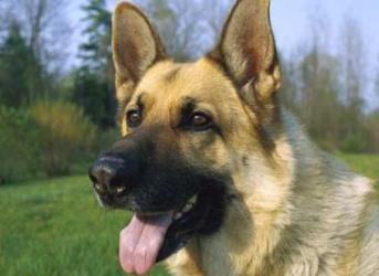 狗的智商排名大全 邊境牧羊犬具強烈的牧羊本能