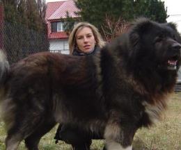 世界斗犬排名 比特犬是一種比較兇猛的狗橫勇無敵斗犬戰神