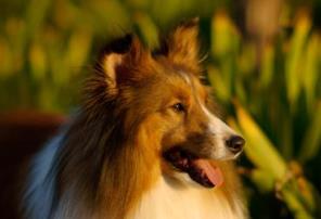 狗的智商排名大全 邊境牧羊犬具強烈的牧羊本能