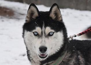 適合家養(yǎng)的大型犬排名 拉布拉多獵犬是個(gè)值得信賴的家庭犬