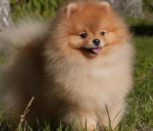 世界上最可愛的犬類排行榜 斗牛犬起源于19世紀