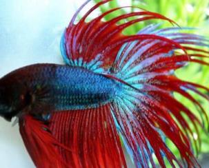 世界上最漂亮的魚 五彩博魚觀賞性極強