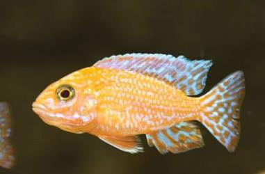 世界上最漂亮的魚 五彩博魚觀賞性極強