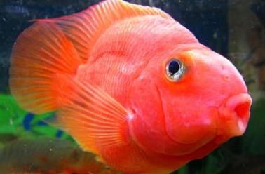 世界上最漂亮的魚 五彩博魚觀賞性極強