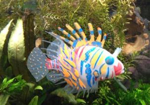 世界上最漂亮的魚 五彩博魚觀賞性極強