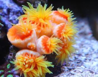 世界上最漂亮的魚 五彩博魚觀賞性極強