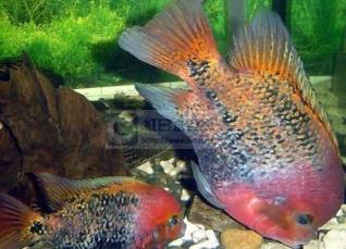 世界上最漂亮的魚 五彩博魚觀賞性極強