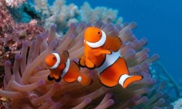 世界上最漂亮的魚 五彩博魚觀賞性極強