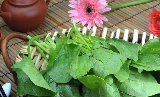 菠菜種植時間是什么時候?菠菜最佳種植時間