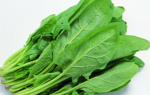 菠菜種植時間是什么時候?菠菜最佳種植時間