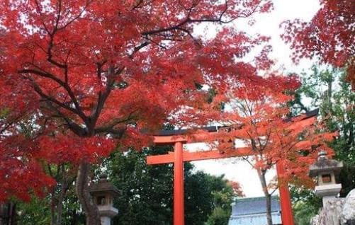 日本嵐山楓葉幾月看 京都嵐山游覽最佳時間