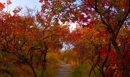 2018嵩山紅葉節什么時間 嵩山紅葉節時間