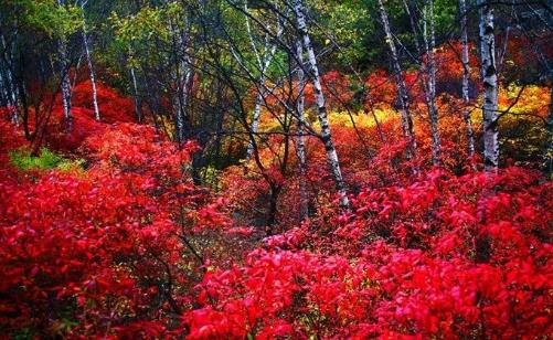 2018嵩山紅葉節什么時間 嵩山紅葉節時間