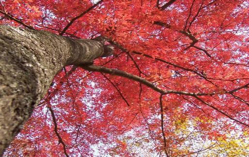 2018嵩山紅葉節什么時間 嵩山紅葉節時間
