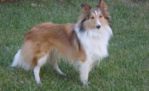 狗狗智商排名 什么狗最聰明 邊境牧羊犬能達(dá)10歲孩子智商