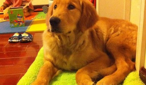 狗狗智商排名 什么狗最聰明 邊境牧羊犬能達(dá)10歲孩子智商