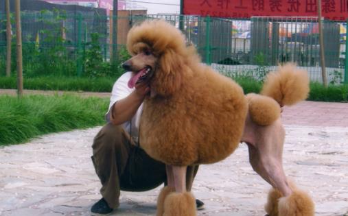 狗狗智商排名 什么狗最聰明 邊境牧羊犬能達(dá)10歲孩子智商