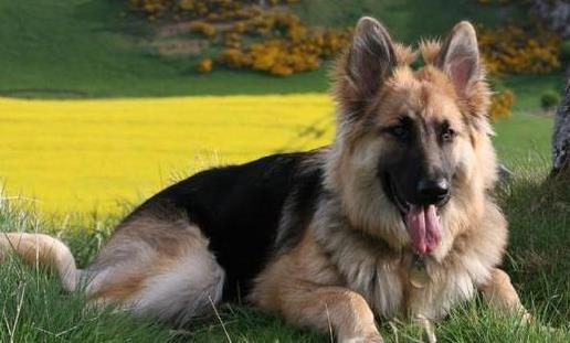 狗狗智商排名 什么狗最聰明 邊境牧羊犬能達(dá)10歲孩子智商