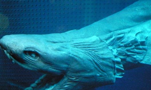 世界十大最可怕的鯊魚 雌性牛鯊能達230公斤重