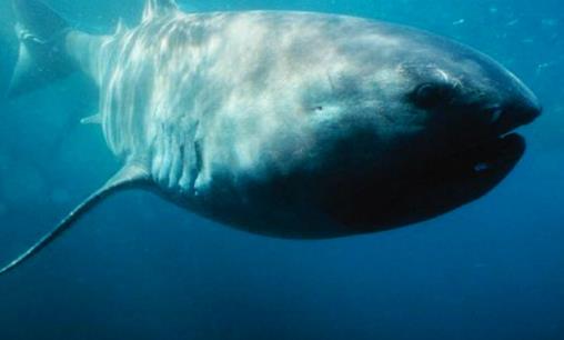 世界十大最可怕的鯊魚 雌性牛鯊能達230公斤重