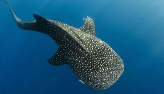 世界十大最可怕的鯊魚 雌性牛鯊能達230公斤重
