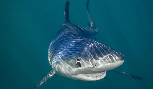 世界十大最可怕的鯊魚 雌性牛鯊能達230公斤重