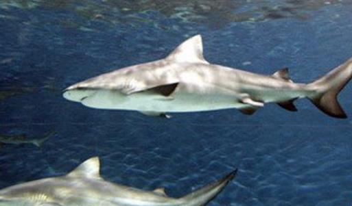 世界十大最可怕的鯊魚 雌性牛鯊能達230公斤重
