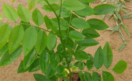 中國十大珍惜樹種排名 珙桐甚至已經成為了植物界的“活化石”